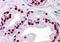 Mothers against decapentaplegic homolog 6 antibody, orb89638, Biorbyt, Immunohistochemistry paraffin image 