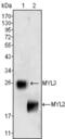 Myosin Light Chain 2 antibody, abx011220, Abbexa, Enzyme Linked Immunosorbent Assay image 