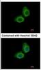 Ubiquitin Conjugating Enzyme E2 O antibody, NBP2-20787, Novus Biologicals, Immunocytochemistry image 