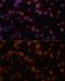 Ectonucleoside Triphosphate Diphosphohydrolase 1 antibody, GTX57161, GeneTex, Immunofluorescence image 