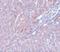 LYR Motif Containing 1 antibody, GTX31407, GeneTex, Immunohistochemistry paraffin image 