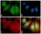 Platelet Derived Growth Factor Receptor Alpha antibody, 701142, Invitrogen Antibodies, Immunofluorescence image 