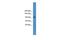 Trafficking kinesin-binding protein 1 antibody, PA5-44180, Invitrogen Antibodies, Western Blot image 