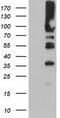 6-phosphofructokinase type C antibody, CF503982, Origene, Western Blot image 