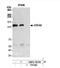 Cell Division Cycle Associated 2 antibody, NBP2-78704, Novus Biologicals, Western Blot image 