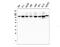 Tripartite Motif Containing 28 antibody, M00409-1, Boster Biological Technology, Western Blot image 