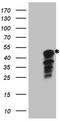 Indoleamine 2,3-dioxygenase 2 antibody, TA806162, Origene, Western Blot image 