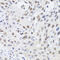 Chromobox 4 antibody, 22-061, ProSci, Immunohistochemistry frozen image 