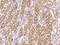 HERV-H LTR-Associating 2 antibody, 102667-T08, Sino Biological, Immunohistochemistry paraffin image 