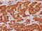 E2F Transcription Factor 5 antibody, LS-C680410, Lifespan Biosciences, Immunohistochemistry paraffin image 