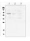 Caspase 2 antibody, A02384-1, Boster Biological Technology, Western Blot image 