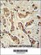 FAM20A Golgi Associated Secretory Pathway Pseudokinase antibody, 61-736, ProSci, Immunohistochemistry paraffin image 