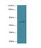 Family With Sequence Similarity 118 Member A antibody, A59006-100, Epigentek, Western Blot image 