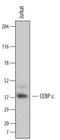 CCAAT/enhancer-binding protein epsilon antibody, MAB6726, R&D Systems, Western Blot image 