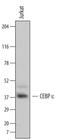 CCAAT Enhancer Binding Protein Epsilon antibody, MAB6726, R&D Systems, Western Blot image 