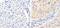Protein Tyrosine Kinase 2 antibody, 700013, Invitrogen Antibodies, Immunohistochemistry frozen image 