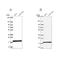 40S ribosomal protein S15 antibody, NBP2-34083, Novus Biologicals, Western Blot image 