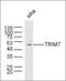 Tripartite Motif Containing 7 antibody, orb1892, Biorbyt, Western Blot image 