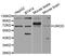 Uromodulin antibody, abx001568, Abbexa, Western Blot image 