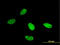 Lysine Demethylase 1A antibody, LS-B6214, Lifespan Biosciences, Immunofluorescence image 