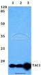 Tachykinin Precursor 1 antibody, A06666-1, Boster Biological Technology, Western Blot image 