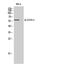 Family With Sequence Similarity 117 Member B antibody, A14981, Boster Biological Technology, Western Blot image 