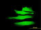 SWI/SNF Related, Matrix Associated, Actin Dependent Regulator Of Chromatin, Subfamily A, Member 2 antibody, LS-C198223, Lifespan Biosciences, Immunofluorescence image 