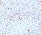 DNA Topoisomerase II Alpha antibody, 34-064, ProSci, Immunohistochemistry paraffin image 