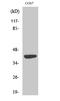 Mitochondrial Ribosomal Protein S22 antibody, A10300S22-1, Boster Biological Technology, Western Blot image 