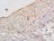 Macrophage Migration Inhibitory Factor antibody, orb185139, Biorbyt, Immunohistochemistry paraffin image 