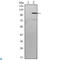 TGF-Beta Activated Kinase 1 (MAP3K7) Binding Protein 2 antibody, LS-C814036, Lifespan Biosciences, Western Blot image 