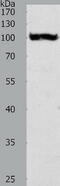 Glycogen phosphorylase, brain form antibody, TA322941, Origene, Western Blot image 