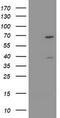 TRNA Methyltransferase 2 Homolog A antibody, LS-C174177, Lifespan Biosciences, Western Blot image 