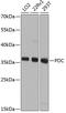 Phosducin antibody, GTX66520, GeneTex, Western Blot image 
