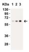 Caspase 9 antibody, 2417, QED Bioscience, Western Blot image 