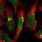 Coatomer Protein Complex Subunit Gamma 1 antibody, NBP1-85514, Novus Biologicals, Immunofluorescence image 