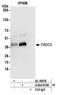 THO Complex 3 antibody, A304-870A, Bethyl Labs, Immunoprecipitation image 