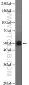 SH3 Domain Containing GRB2 Like, Endophilin B2 antibody, 15897-1-AP, Proteintech Group, Western Blot image 