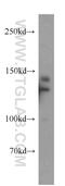 Transcriptional Regulating Factor 1 antibody, 20062-1-AP, Proteintech Group, Western Blot image 