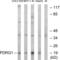 P53 And DNA Damage Regulated 1 antibody, LS-C120190, Lifespan Biosciences, Western Blot image 