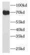 Outer Dense Fiber Of Sperm Tails 2 Like antibody, FNab05972, FineTest, Western Blot image 