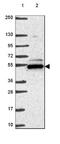 DNA-directed RNA polymerase III subunit RPC4 antibody, NBP2-49530, Novus Biologicals, Western Blot image 