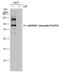 90 kDa ribosomal protein S6 kinase 1 antibody, PA5-78157, Invitrogen Antibodies, Western Blot image 