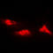 Parkinsonism Associated Deglycase antibody, LS-C353341, Lifespan Biosciences, Immunofluorescence image 