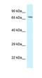 Keratin Associated Protein 23-1 antibody, orb325243, Biorbyt, Western Blot image 