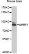 Ubiquitin Like With PHD And Ring Finger Domains 1 antibody, LS-C747684, Lifespan Biosciences, Western Blot image 