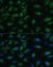 Progesterone Receptor Membrane Component 1 antibody, 19-760, ProSci, Immunofluorescence image 