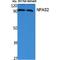 Neuronal PAS Domain Protein 2 antibody, LS-C386809, Lifespan Biosciences, Western Blot image 