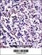 Calpain 11 antibody, 57-319, ProSci, Immunohistochemistry paraffin image 