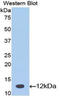  antibody, LS-C297687, Lifespan Biosciences, Western Blot image 